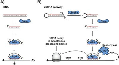 The mechanism of transcription in eukaryotic cells (Rodríguez-Molina et al., 2023)