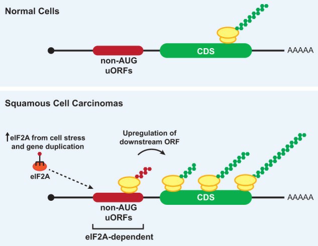 RNA polymerase complex (Farnung et al., 2018)