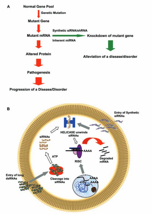 The structure of chromatin during eukaryotic transcription (Petesch et al., 2012)