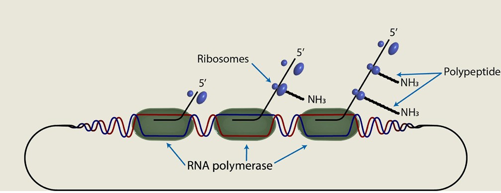 A summary of transcription in eukaryotes and prokaryotes (Bell et al., 2020)