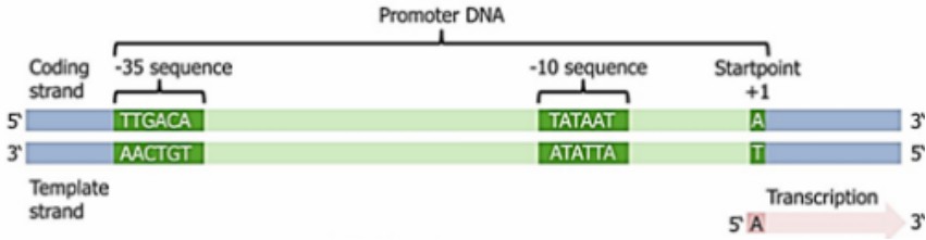 The promoter sequence within the prokaryotic cell (Prakash et al., 2023)
