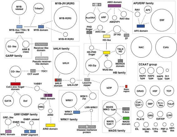 The transcription factor complement in Arabidopsis (Riechmann et al., 2002)
