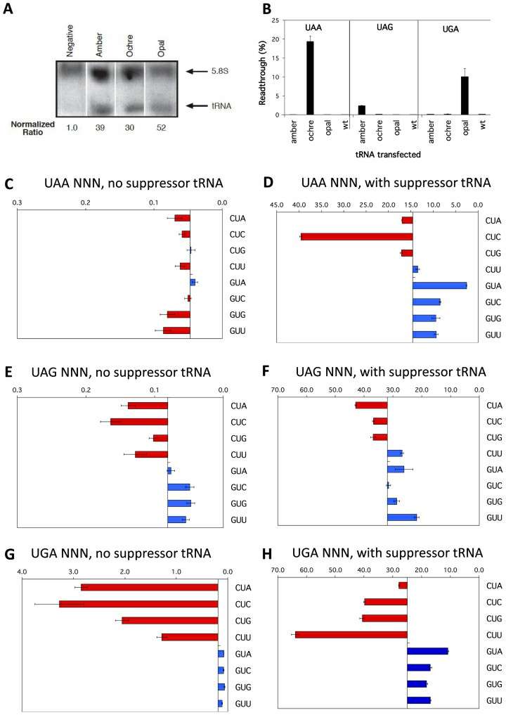 The competition among cognate tRNAs at termination signals (Cridge et al., 2018)