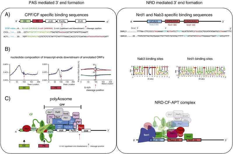 3' end formation signals in yeast can be rephrased while keeping the original meaning intact (Mischo et al., 2013)