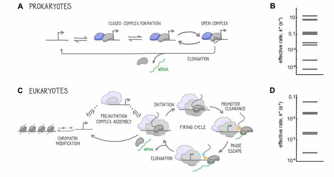 The transcription cycle in eukaryotes and prokaryotes (Clarissa et al., 2016)