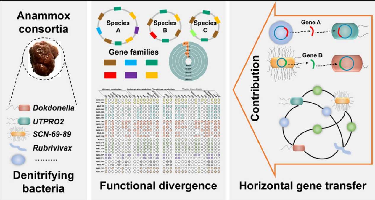 Microbial Divergent Evolution: Molecular Mechanisms, Case Studies, and Analytical Approaches