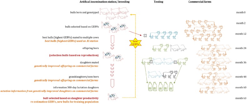 Genomic Selection-based marker enhanced breeding was conducted in dairy cattle (Jonas et al., 2015)