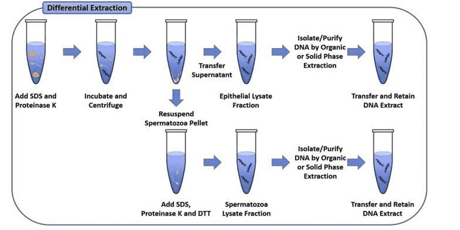 The SDS-Proteinase K DNA extraction method remains unchanged in meaning when rephrased (Komal et al., 2023)