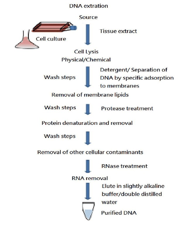 The fundamental procedures in DNA extraction (Komal et al., 2023)