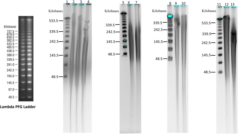 The fractionation of high-molecular-weight genomic DNA was performed using a Pulsed-field gel system (Li et al., 2020)