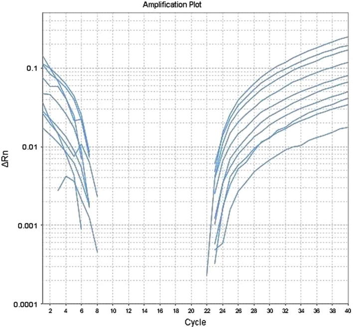 The amplification plot of the CYP2C9 gene demonstrates the integrity of DNA samples that were extracted from whole blood (Qamar et al., 2017)