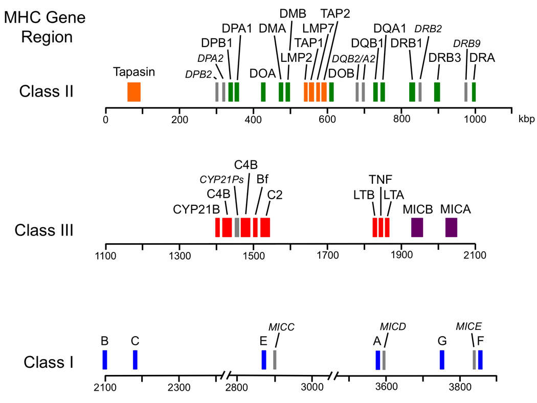 The molecular landscape of the human major histocompatibility complex (Chaplin et al., 2010)