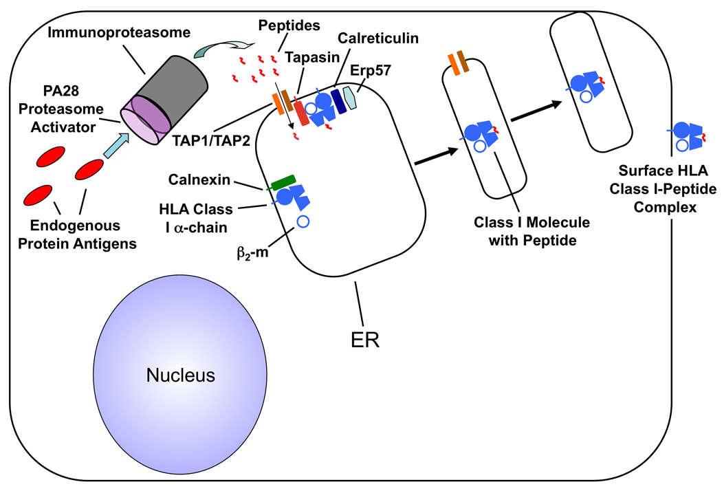 The cellular pathway responsible for processing and presenting endogenous antigens (Chaplin et al., 2010)