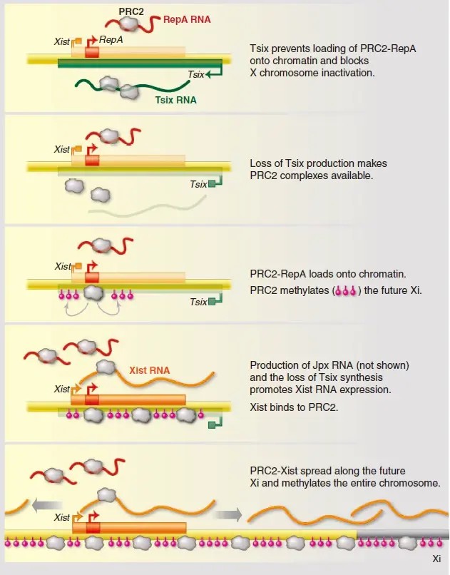 lncRNAs in X-chromosome inactivation.