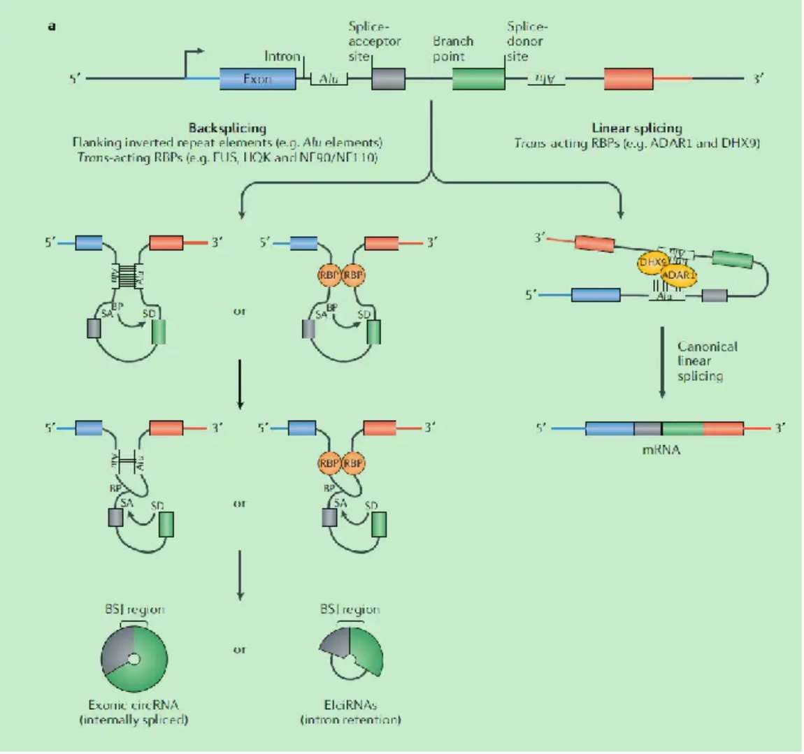 The main pathways of circRNA generation.