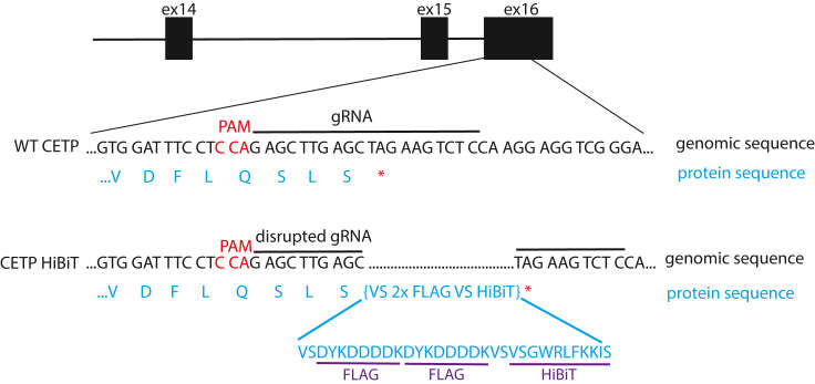 Here is the schematic design of our CETP HiBiT editing strategy in human cells, showing a C-terminal HiBiT tagging placed right before the CETP stop codon in exon 16 (Lankford et al., 2024)