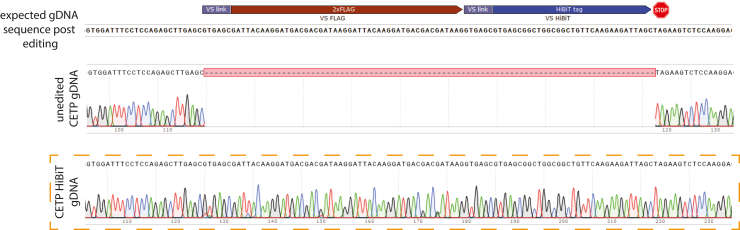 Example of Sanger sequencing results for HepG2 CETP HiBiT genomic DNA (gDNA). At the top of this panel, the anticipated gDNA sequence of CETP exon 16 edited with the insertion of the HiBiT sequence (VS 2xFLAG VSHiBiT) is displayed for comparison (Lankford et al., 2024)