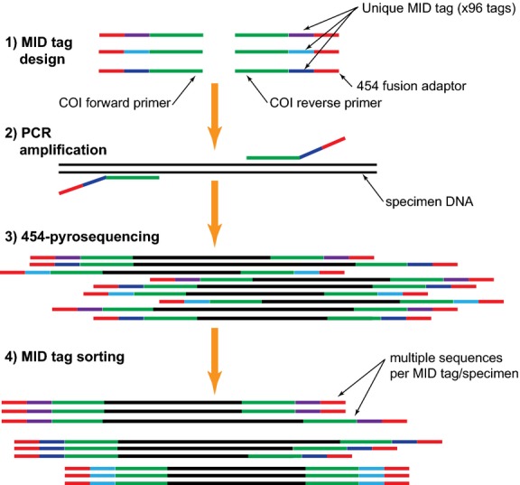 Schematic diagram of parallel barcode recovery through multiple identifier (MlD) tagging and next-generation sequencing (NGS) protocol (Shokralla et al., 2014)