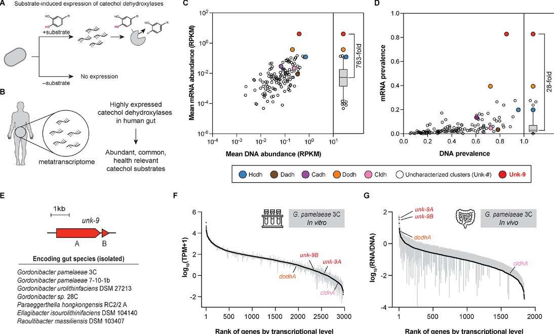 Application of metatranscriptomics in the study of gut microbiota (Bae et al., 2021)