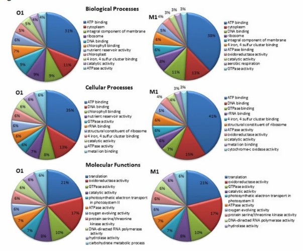 Application of metatranscriptomics in studying soil microbial communities (Sharma et al., 2019)