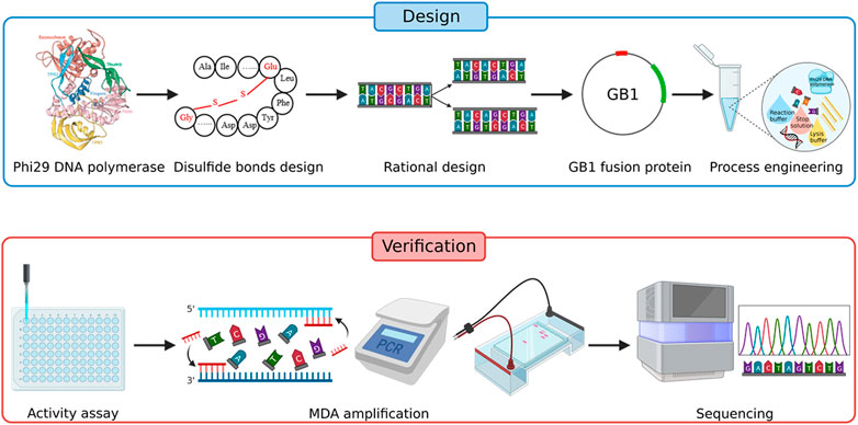 Approaches to enhance the amplification performance of phi29 DNA polymerase.