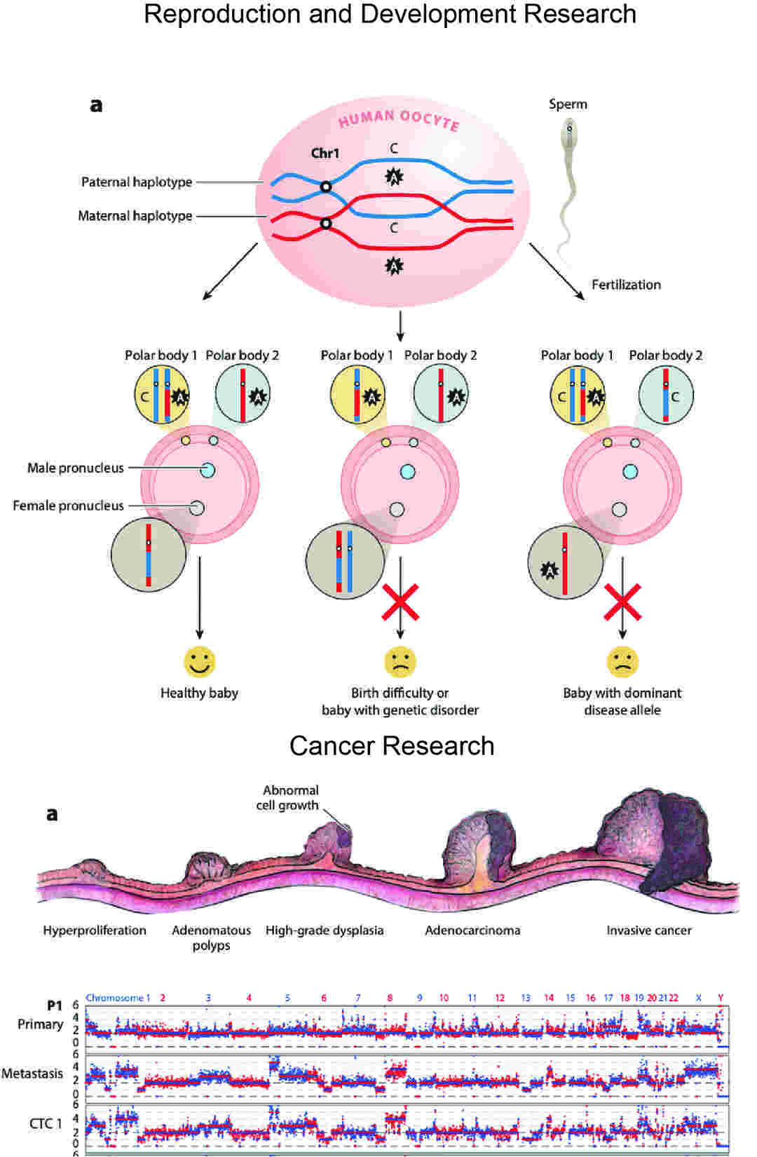 Overview of conventional single-cell WGA techniques.