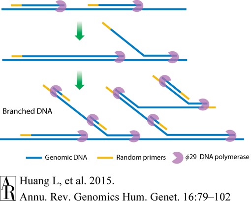 Illustration depicting the mechanism of multiple displacement amplification (MDA).