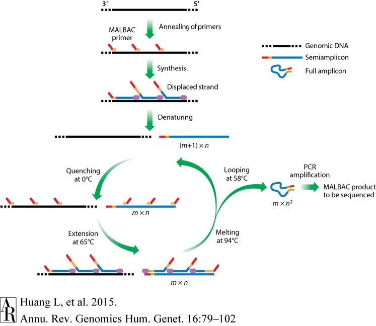 Diagram showing the process of MALBAC: multiple annealing and looping-based amplification cycles.