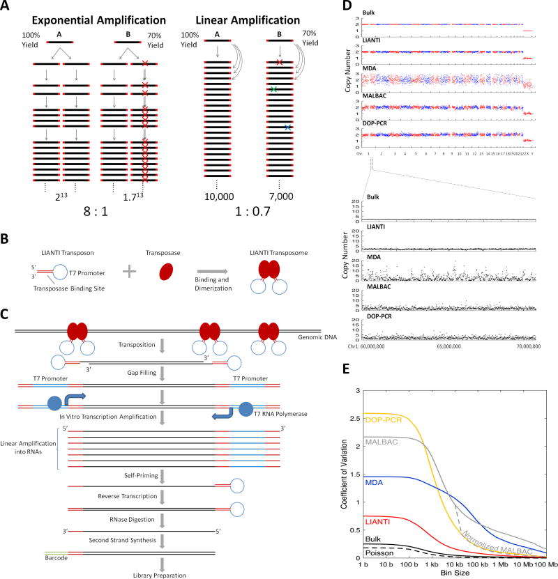 Schematic representation of the LIANTI method for single-cell whole-genome amplification.