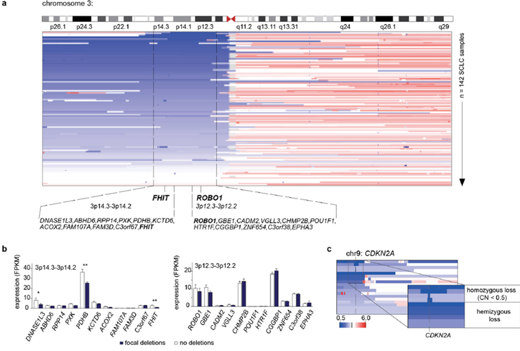 Significant somatic copy number alterations in SCLC in the research of comprehensive genomic profiles of small cell lung cancer. 