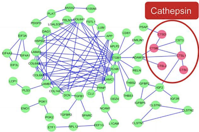 Visualization of protein interaction networks using Reactome plugin in Cytoscape, and the Cathepsin proteases are enriched and form a sub-network.