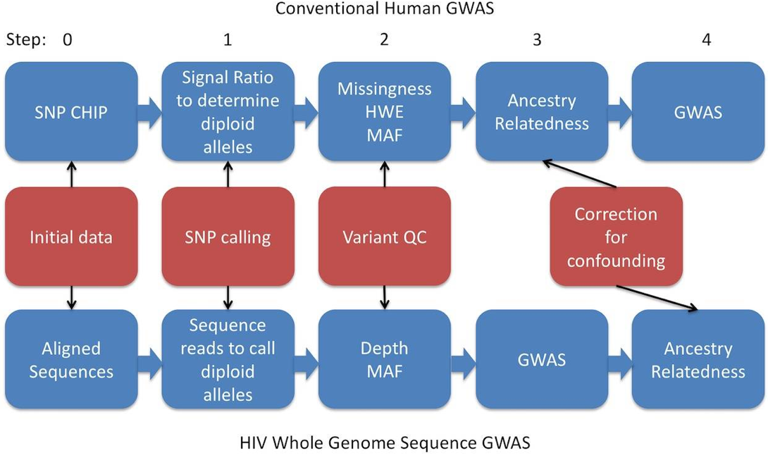 Analysis pipeline for HIV whole-genome sequence (WGS) genome-wide association study (GWAS) compared to human research using an SNP chip.