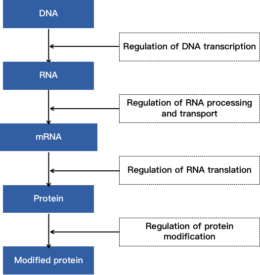 Regulatory network during gene expression.