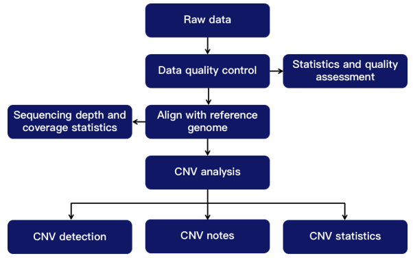 CNV analysis technical route. - CD Genomics.