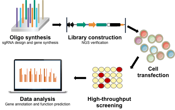 sgRNA library screening process. 