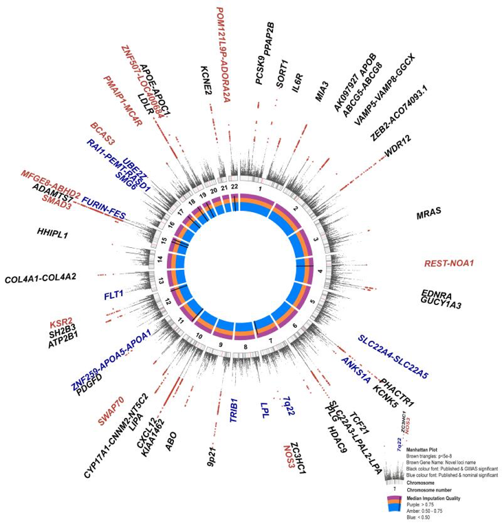 A circular Manhattan plot summarizing the 1000 Genomes CAD association results 