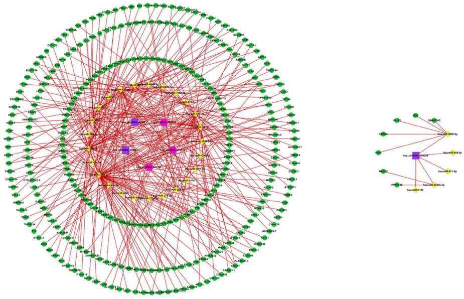 circRNA–miRNA–mRNA regulatory network. Square, hexagon, diamond, and circle represent up-regulated circRNAs, down-regulated circRNAs, miRNAs, and mRNAs.