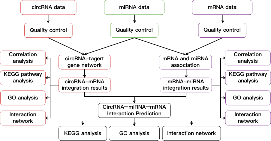 Flow chart demonstrating circRNA–miRNA–mRNA regulatory network analysis 