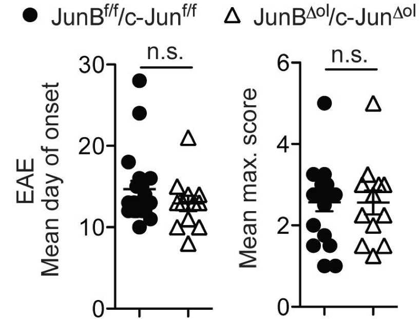 The unpaired t-test method is used to statistically analyze the number of days of onset and the maximum clinical EAE score of the control group and the experimental group.