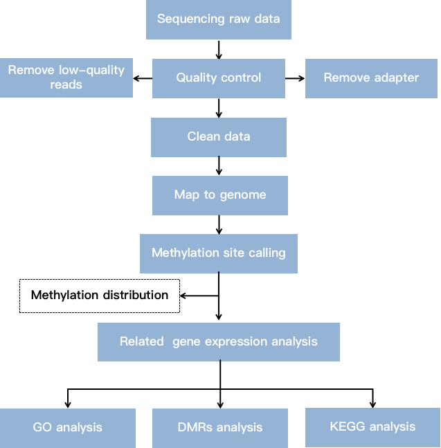 DNA methylation analysis flow chart.