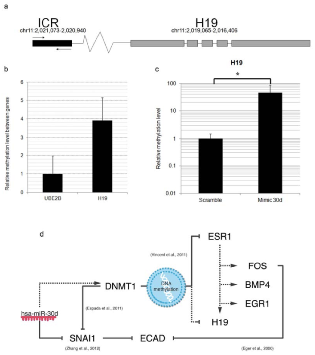 The methylation status of the H19 gene.