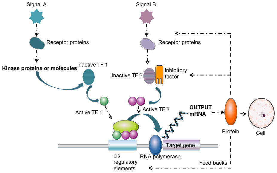 Gene regulatory network. 