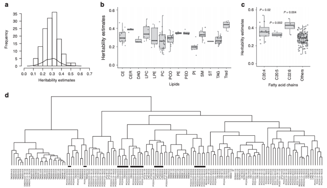 Heritability of lipidomic profiles and genetic correlations among the lipid species.