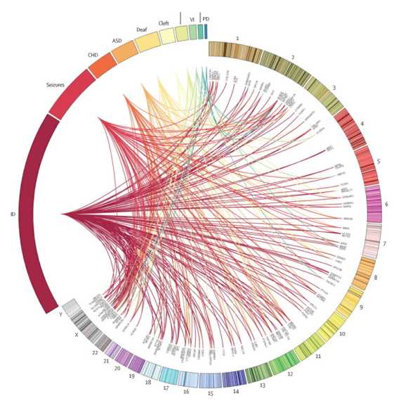 Genetic diagnoses associated with broad phenotype categories.