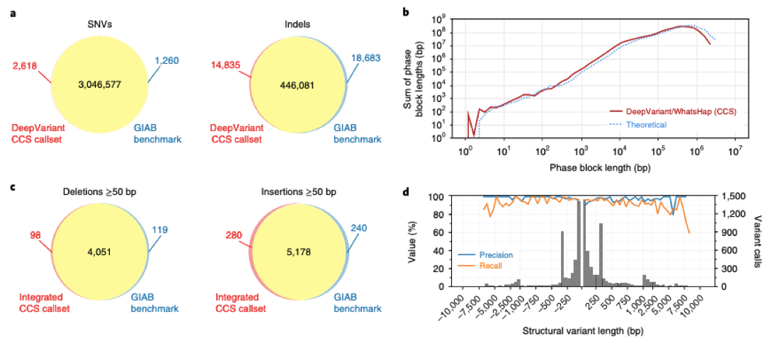 Variant calling (including SNVs, indels, deletions, and insertions) and phasing with CCS reads.