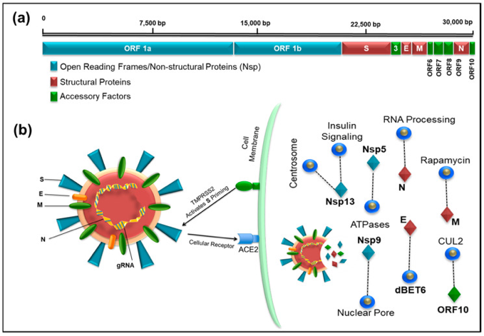 A diagram of the full-length genome structure of SARS-CoV-2 and a schematic diagram of the interaction between SARS-CoV-2 and its host cellular receptor, ACE2.