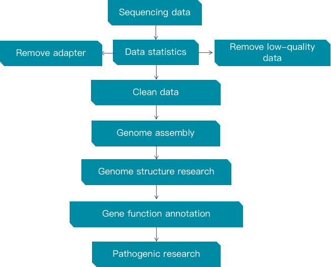 The figure shows the general steps for the fungal de novo sequencing data analysis. - CD Genomics.