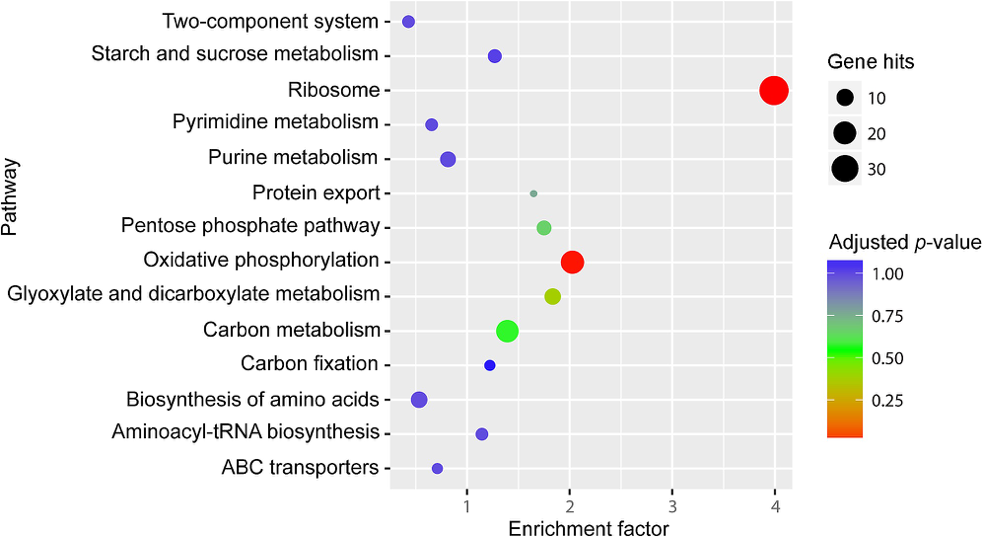 KEGG pathway enrichment analysis of differentially expressed genes between S28 and S6.