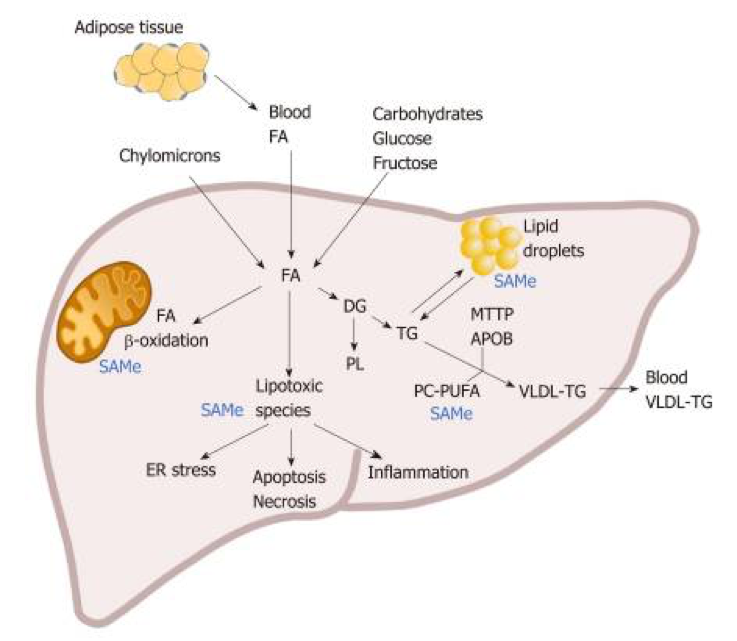 Lipid metabolism in non-alcoholic fatty liver disease.