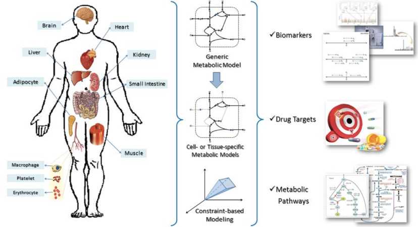 Constraint-based analysis of human genome-scale metabolic network models has several biomedical applications.